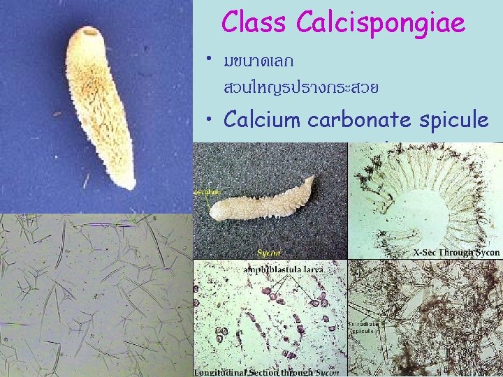 Class Calcispongiae • มขนาดเลก สวนใหญรปรางกระสวย • Calcium carbonate spicule -monaxon และ triaxons 29 