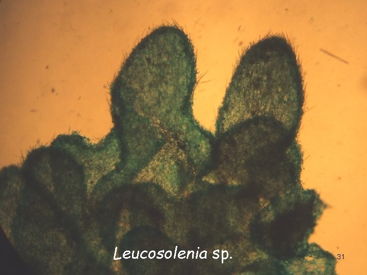 Leucosolenia sp. 31 