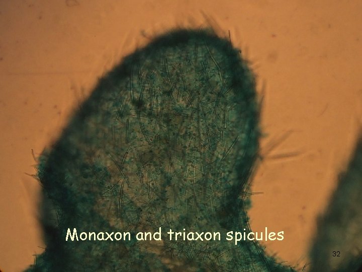 Monaxon and triaxon spicules 32 