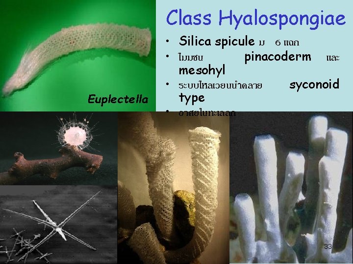 Class Hyalospongiae Euplectella • Silica spicule ม 6 แฉก • ไมมชน pinacoderm และ mesohyl