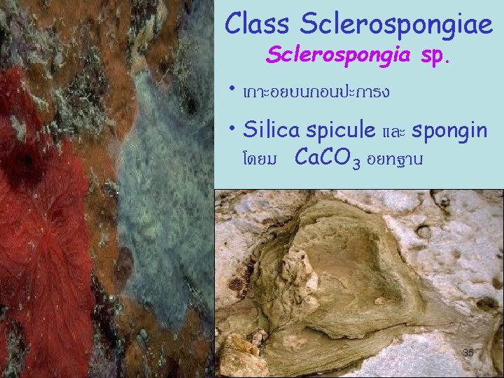 Class Sclerospongiae Sclerospongia sp. • เกาะอยบนกอนปะการง • Silica spicule และ spongin โดยม Ca. CO