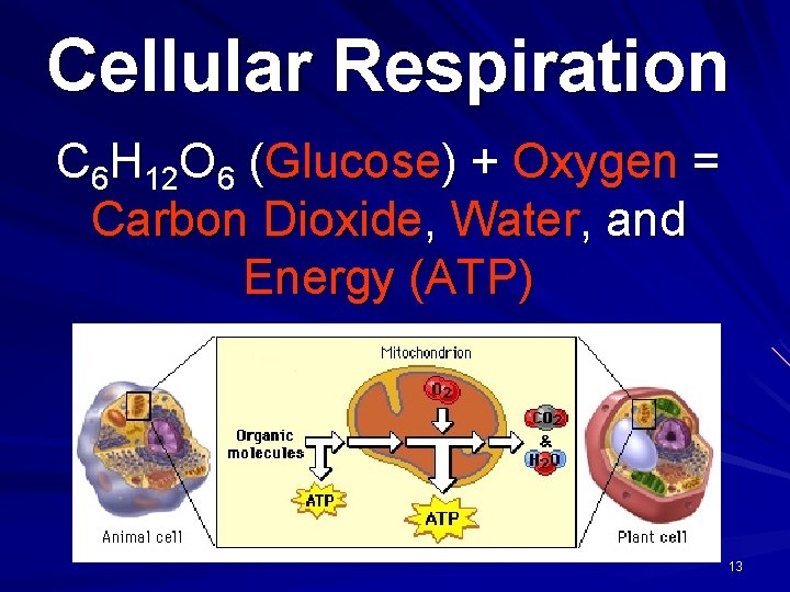 Cellular Respiration C 6 H 12 O 6 (Glucose) + Oxygen = Carbon Dioxide,