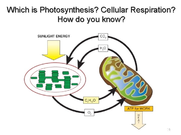 Which is Photosynthesis? Cellular Respiration? How do you know? 16 