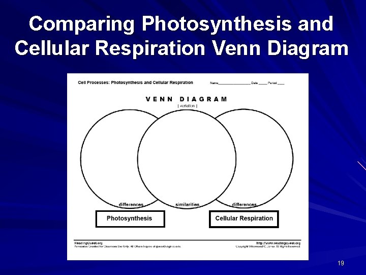Comparing Photosynthesis and Cellular Respiration Venn Diagram 19 