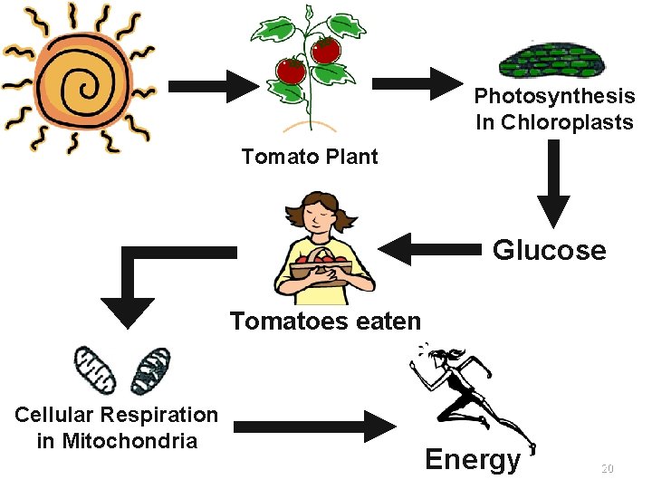 Photosynthesis In Chloroplasts Tomato Plant Glucose Tomatoes eaten Cellular Respiration in Mitochondria Energy 20