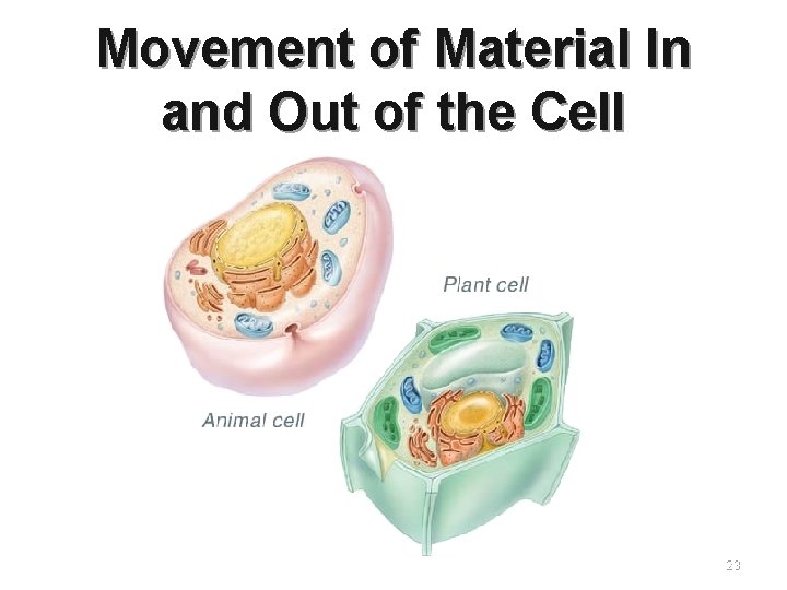 Movement of Material In and Out of the Cell 23 