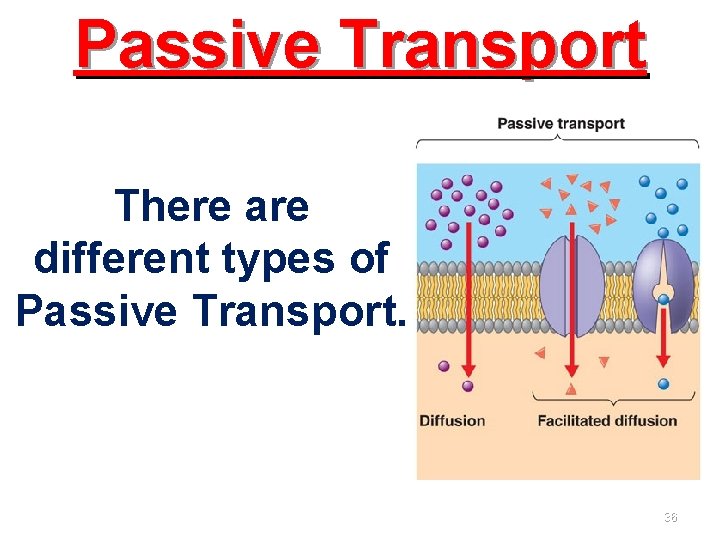 Passive Transport There are different types of Passive Transport. 36 