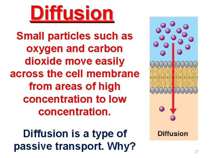 Diffusion Small particles such as oxygen and carbon dioxide move easily across the cell