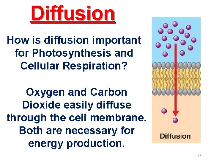 Diffusion How is diffusion important for Photosynthesis and Cellular Respiration? Oxygen and Carbon Dioxide