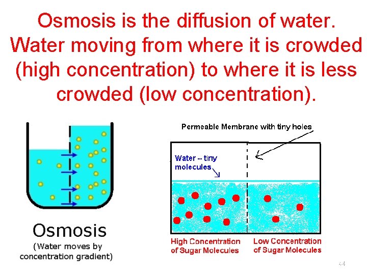 Osmosis is the diffusion of water. Water moving from where it is crowded (high