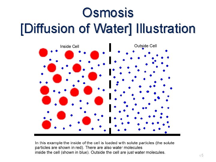 Osmosis [Diffusion of Water] Illustration 45 