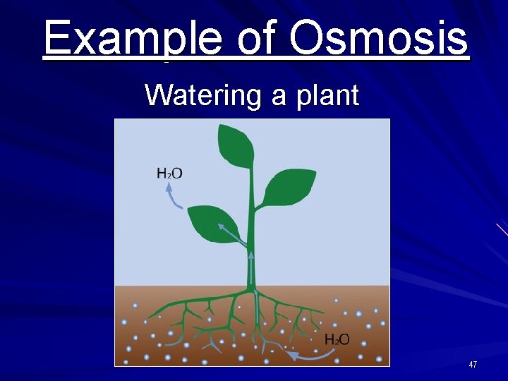 Example of Osmosis Watering a plant 47 