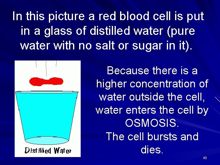 In this picture a red blood cell is put in a glass of distilled