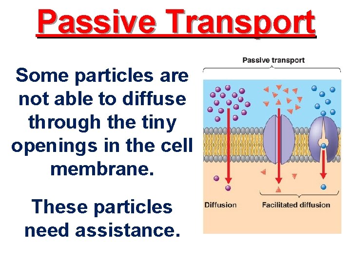 Passive Transport Some particles are not able to diffuse through the tiny openings in