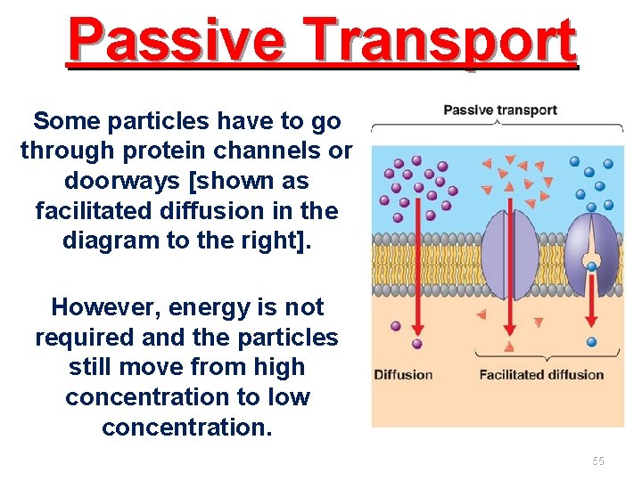 Passive Transport Some particles have to go through protein channels or doorways [shown as