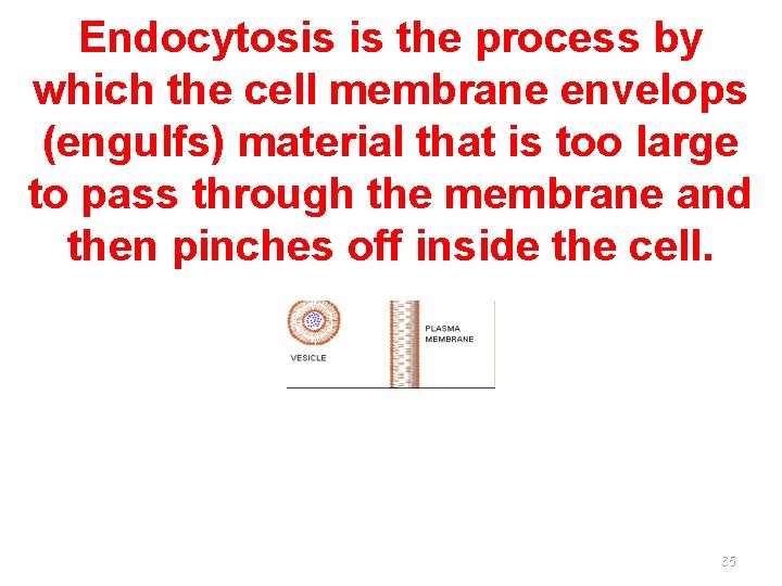 Endocytosis is the process by which the cell membrane envelops (engulfs) material that is