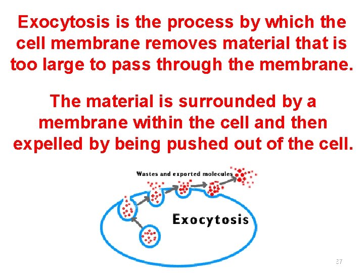 Exocytosis is the process by which the cell membrane removes material that is too
