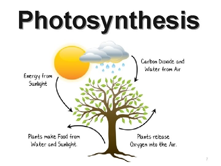 Photosynthesis 7 
