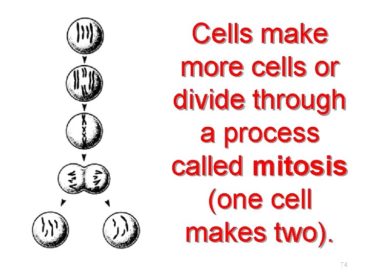 Cells make more cells or divide through a process called mitosis (one cell makes