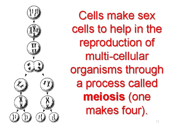 Cells make sex cells to help in the reproduction of multi-cellular organisms through a