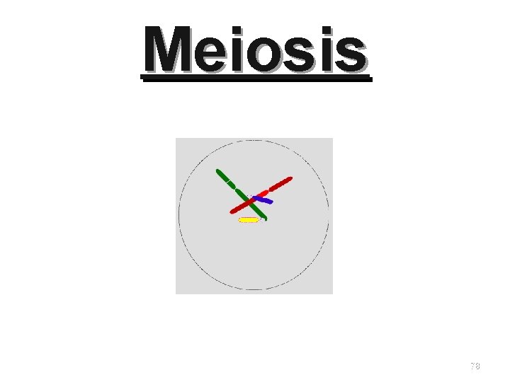 Meiosis 78 