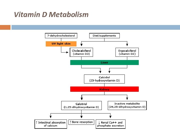 Vitamin D Metabolism 
