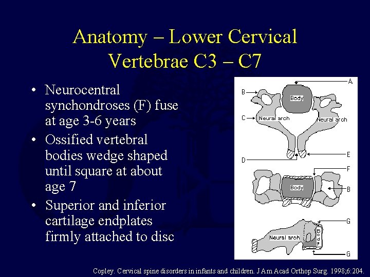 Anatomy – Lower Cervical Vertebrae C 3 – C 7 • Neurocentral synchondroses (F)