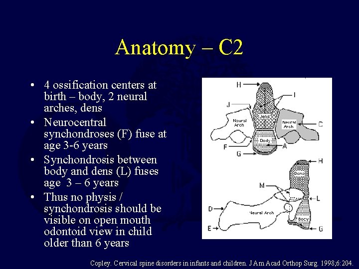 Anatomy – C 2 • 4 ossification centers at birth – body, 2 neural
