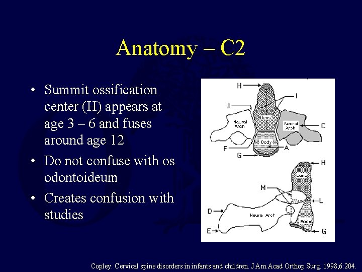 Anatomy – C 2 • Summit ossification center (H) appears at age 3 –