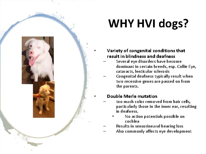 WHY HVI dogs? • – – • – – – Variety of congenital conditions