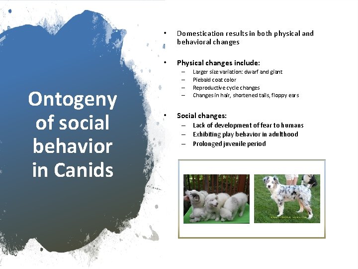 Ontogeny of social behavior in Canids • Domestication results in both physical and behavioral