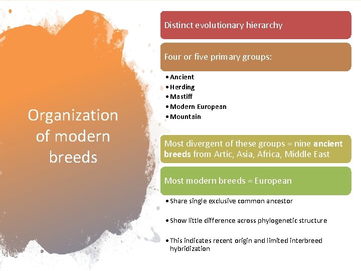 Distinct evolutionary hierarchy Four or five primary groups: Organization of modern breeds • Ancient
