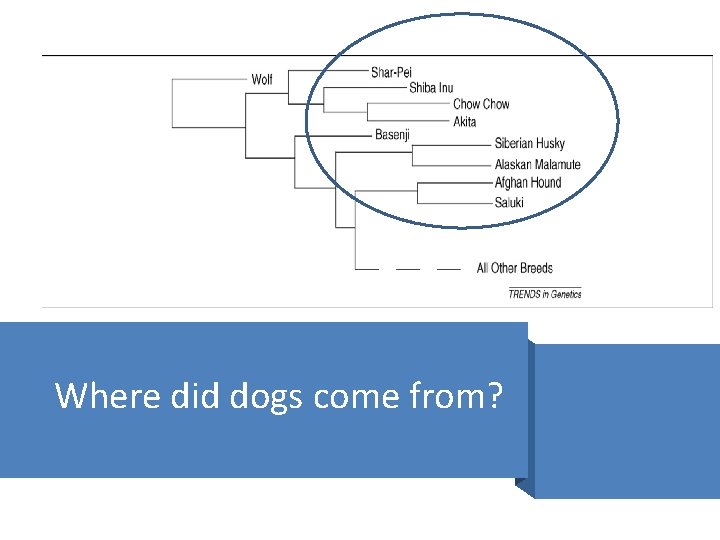 Where did dogs come from? 