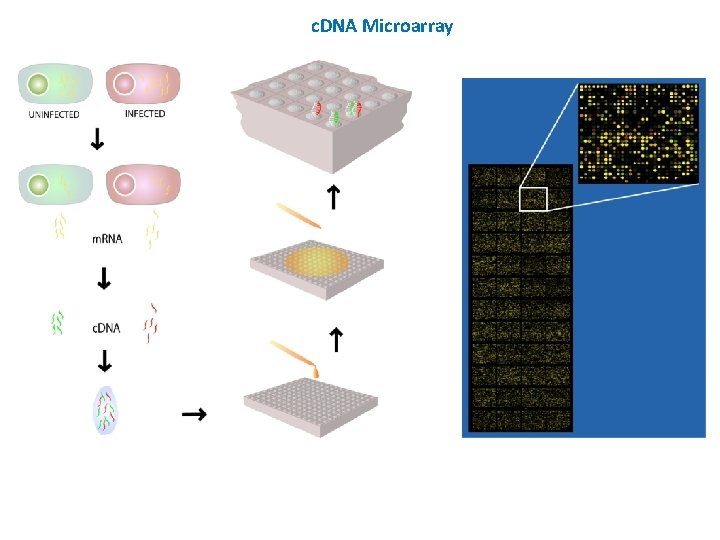 c. DNA Microarray 