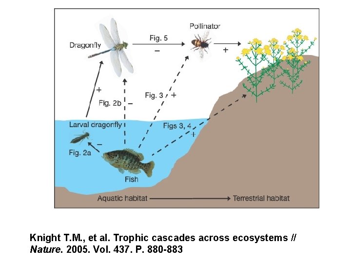 Knight T. M. , et al. Trophic cascades across ecosystems // Nature. 2005. Vol. Knight T. M. , et al. Trophic cascades across ecosystems // Nature. 2005. Vol.
