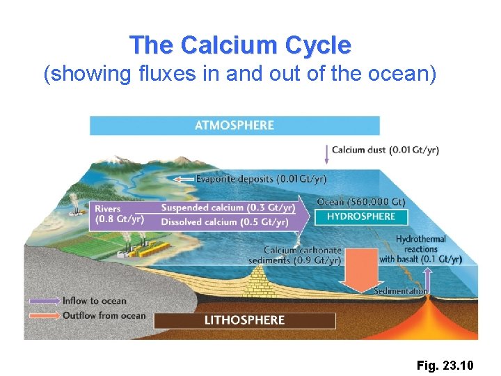 The Calcium Cycle (showing fluxes in and out of the ocean) Fig. 23. 10