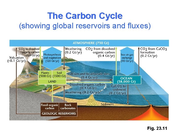 The Carbon Cycle (showing global reservoirs and fluxes) Fig. 23. 11 