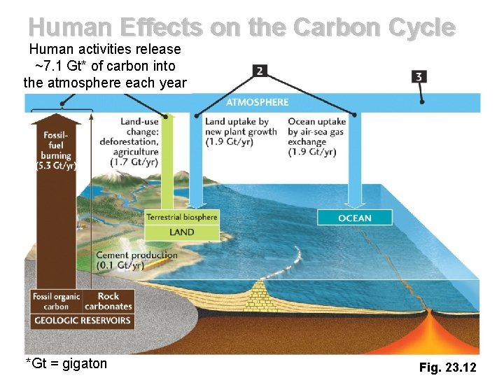 Human Effects on the Carbon Cycle Human activities release ~7. 1 Gt* of carbon