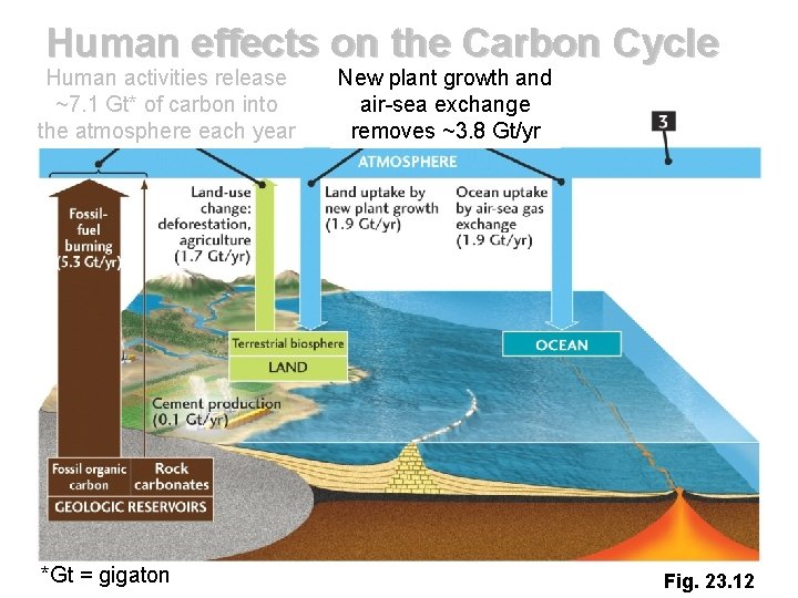 Human effects on the Carbon Cycle Human activities release ~7. 1 Gt* of carbon