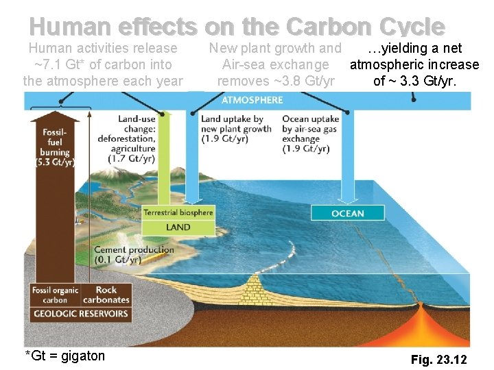 Human effects on the Carbon Cycle Human activities release ~7. 1 Gt* of carbon