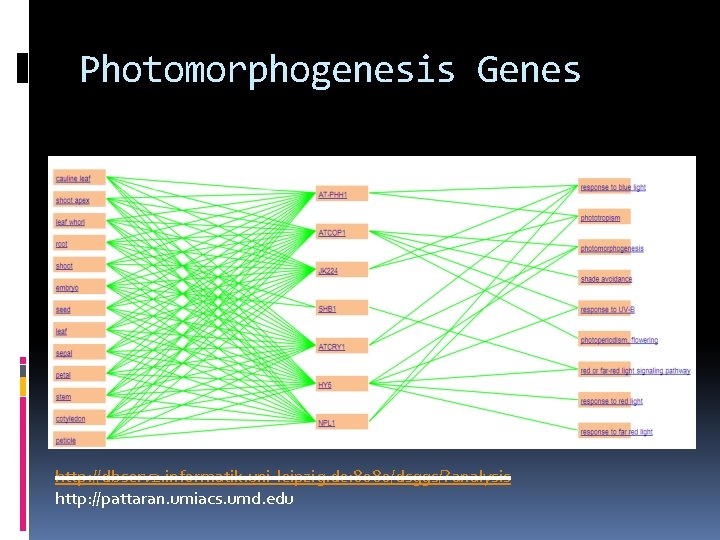 Photomorphogenesis Genes http: //dbserv 2. informatik. uni-leipzig. de: 8080/dsggs/? analysis http: //pattaran. umiacs. umd.
