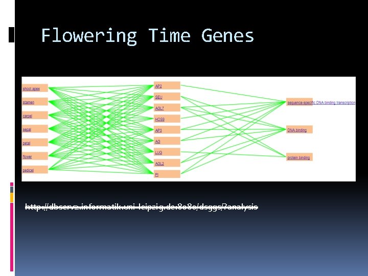 Flowering Time Genes http: //dbserv 2. informatik. uni-leipzig. de: 8080/dsggs/? analysis 