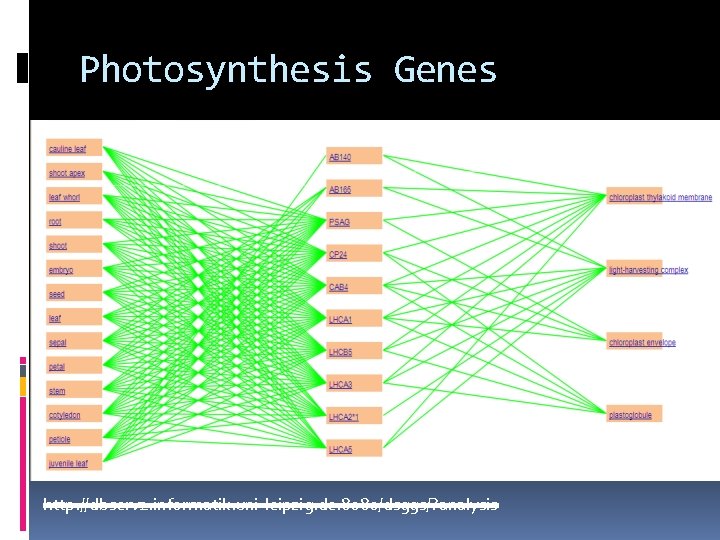 Photosynthesis Genes http: //dbserv 2. informatik. uni-leipzig. de: 8080/dsggs/? analysis 