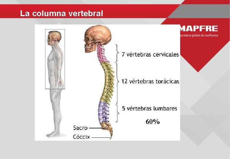 La columna vertebral 60% 