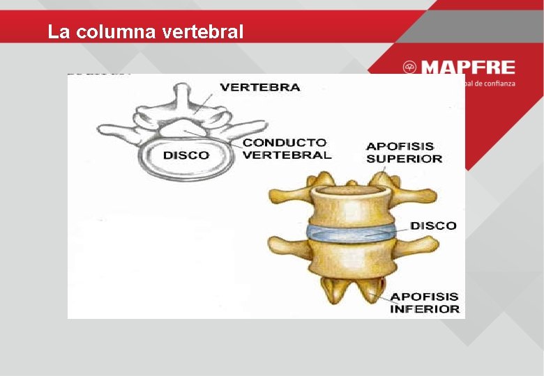 La columna vertebral 