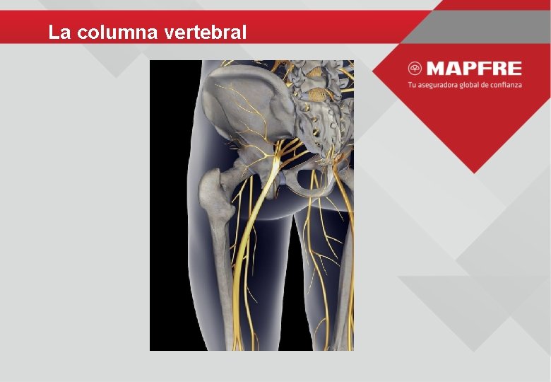 La columna vertebral 