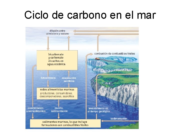 Ciclo de carbono en el mar 