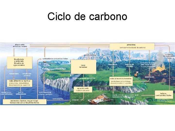 Ciclo de carbono 