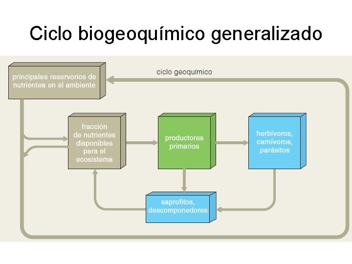 Ciclo biogeoquímico generalizado 