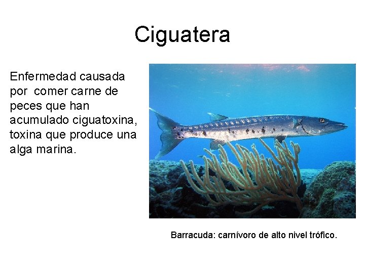 Ciguatera Enfermedad causada por comer carne de peces que han acumulado ciguatoxina, toxina que